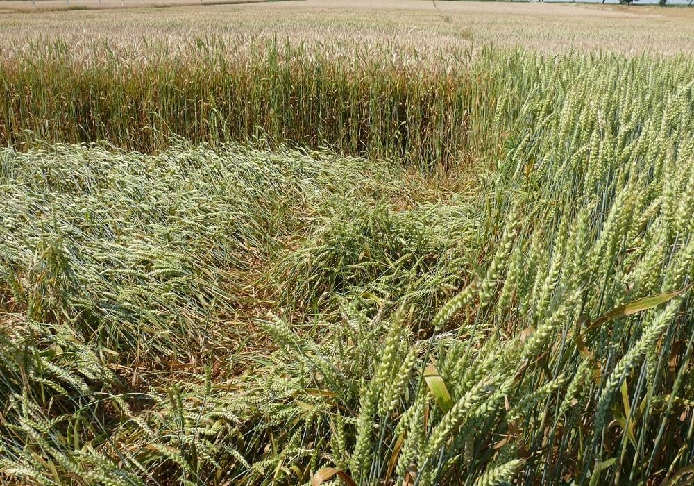 Moddus syngenta