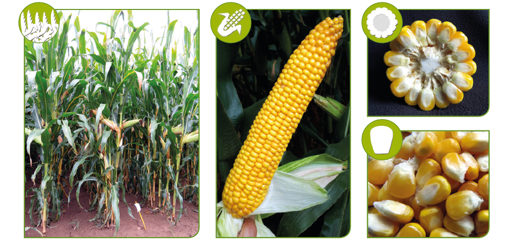 SY Amfora kukuřice Syngenta