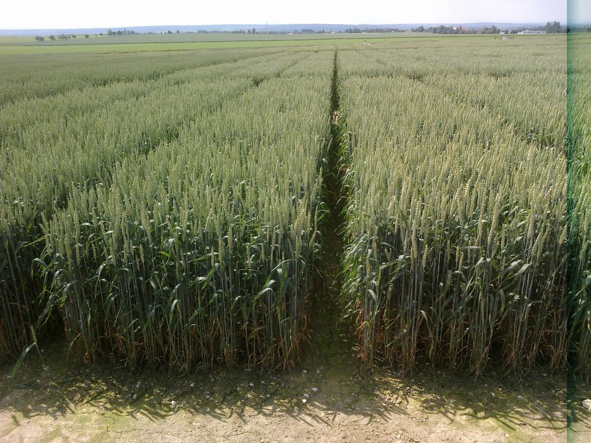 morforegulátory Syngenta