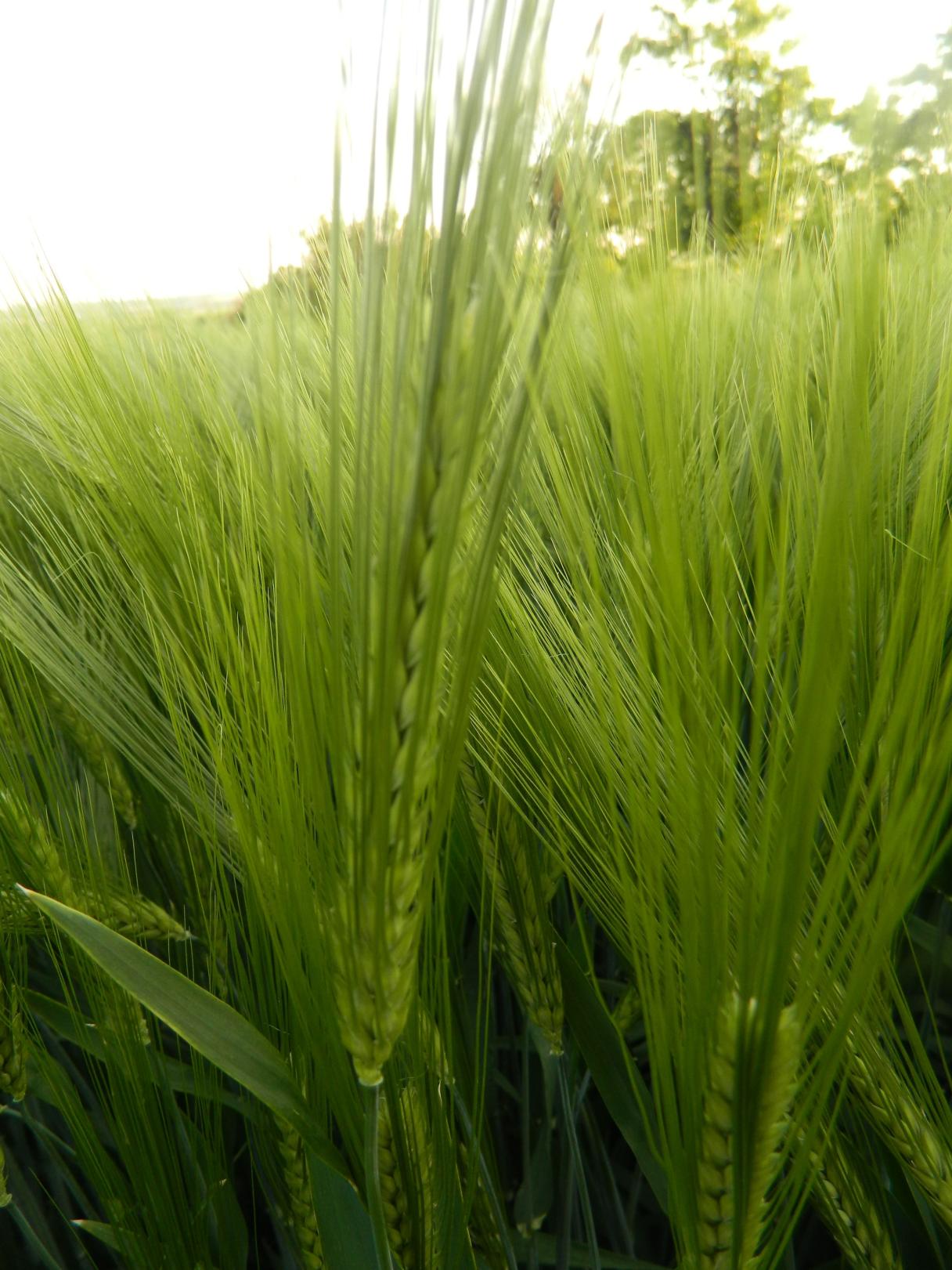 quantis_print_hyvido_hybrid_wheat_trial_fields_in_altimir_village_bulgaria.jpg