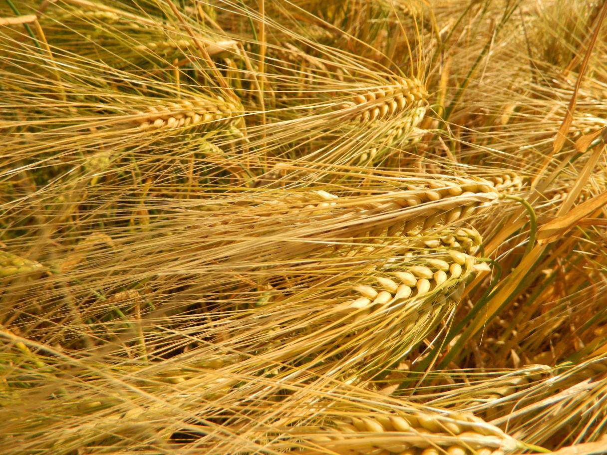 quantis_print_hyvido_hybrid_wheat_trial_fields_in_valchedrum_bulgaria.jpg