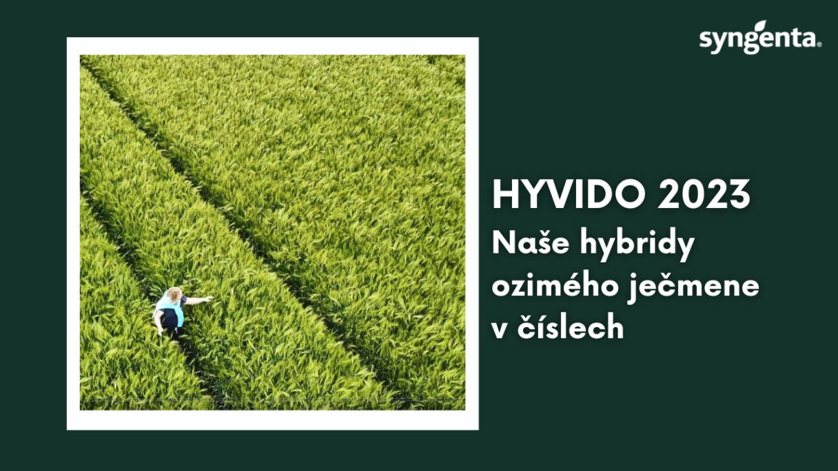 Video Hyvido 2023