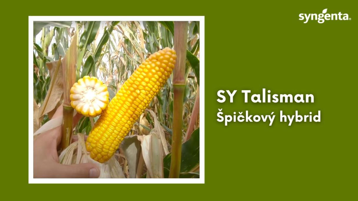 SY Talisman video