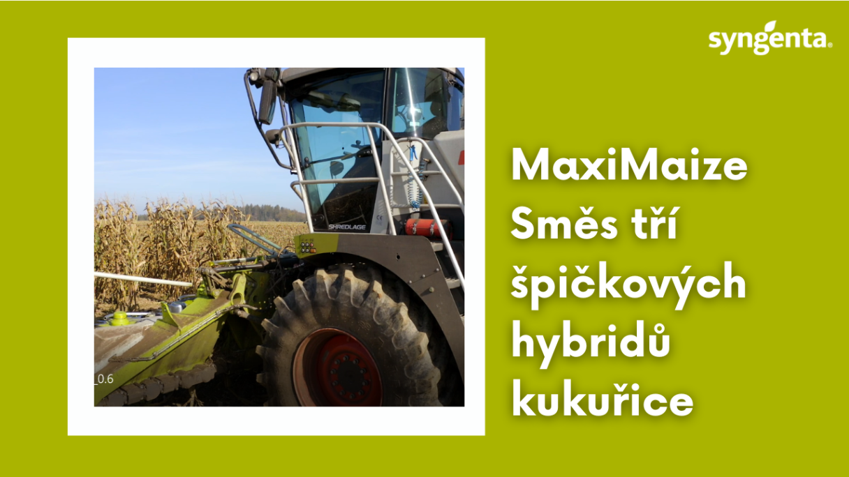 MaxiMaize kukuřice
