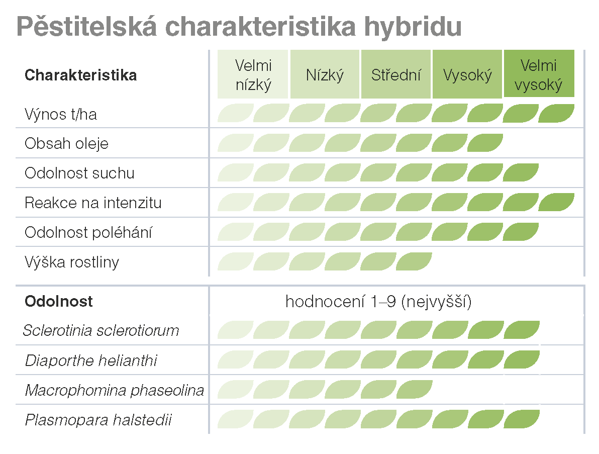 SY Bacardi slunečnice Syngenta