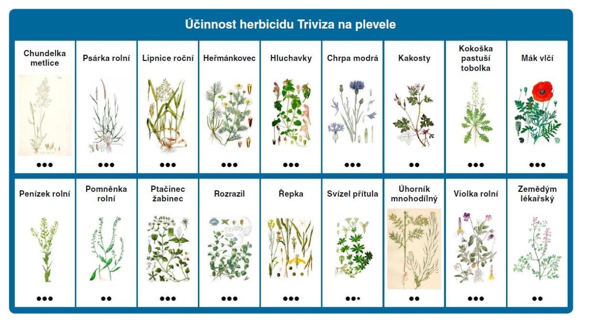 účinnost Triviza