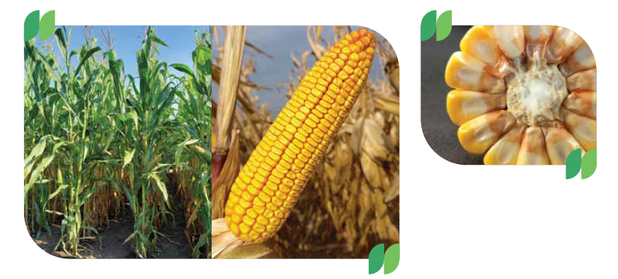 SY Granaris kukuřice Syngenta
