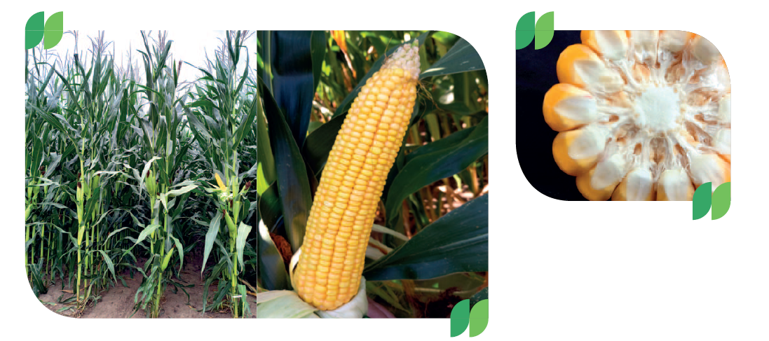 SY Liberty kukuřice Syngenta