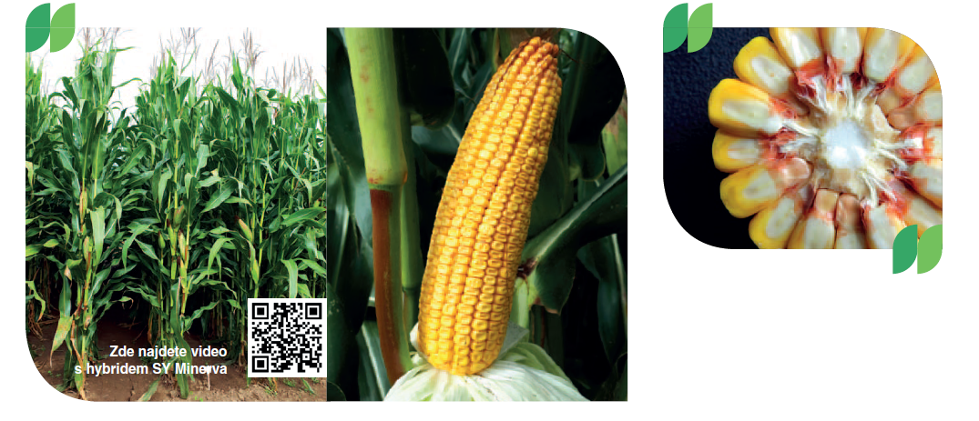 SY Minerva kukuřice Syngenta