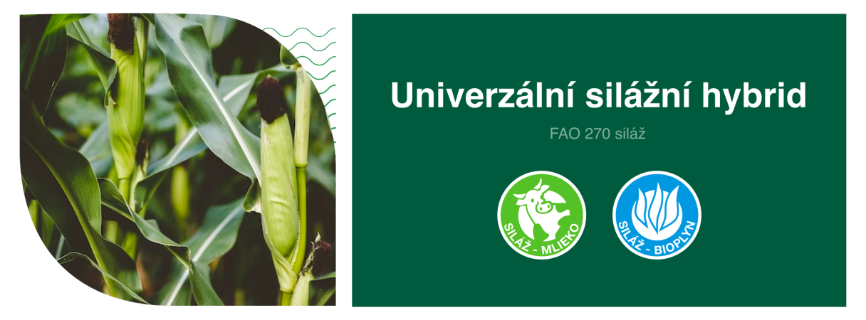 SY Freyja osivo kukuřice Syngenta