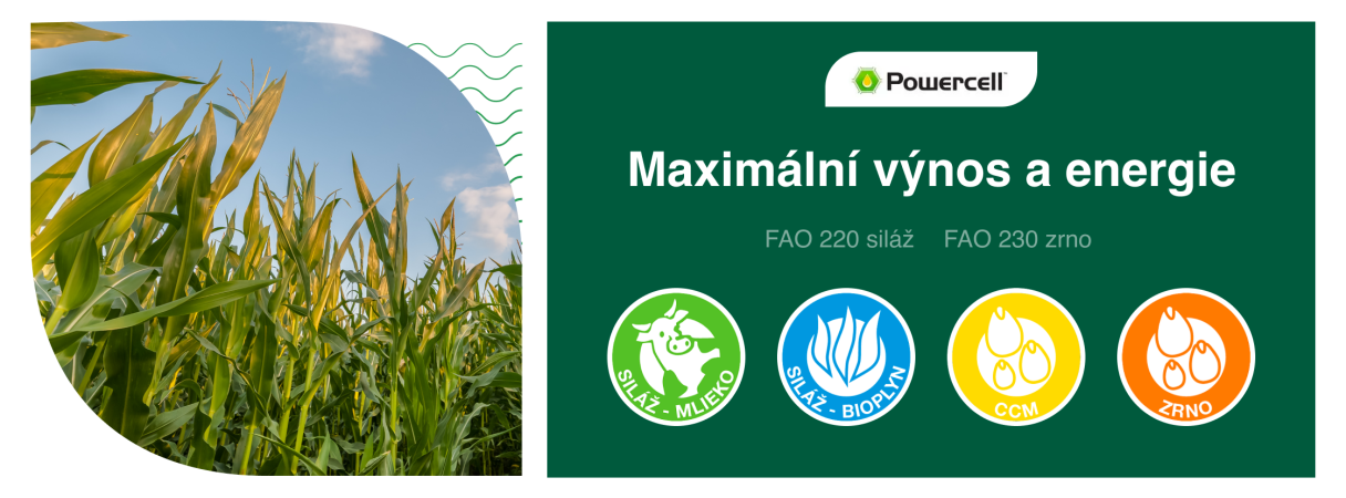 SY Liberty osivo hybridní kukuřice Syngenta