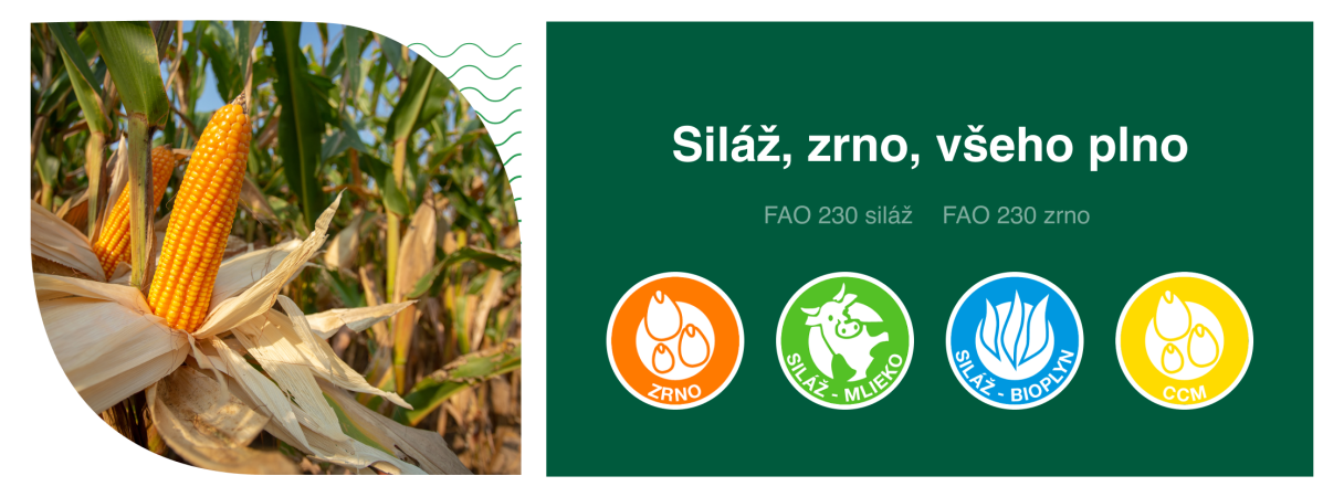SY Talisman osivo kukuřice Syngenta