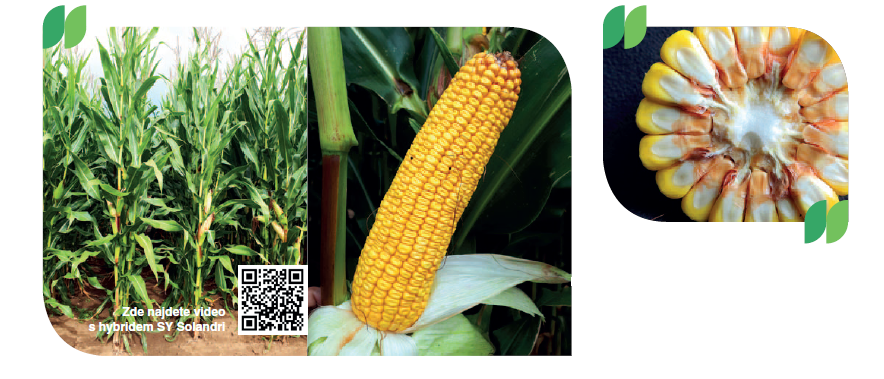 SY Solandri osivo kukuřice Syngenta