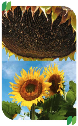 lazuri-image-3.png
