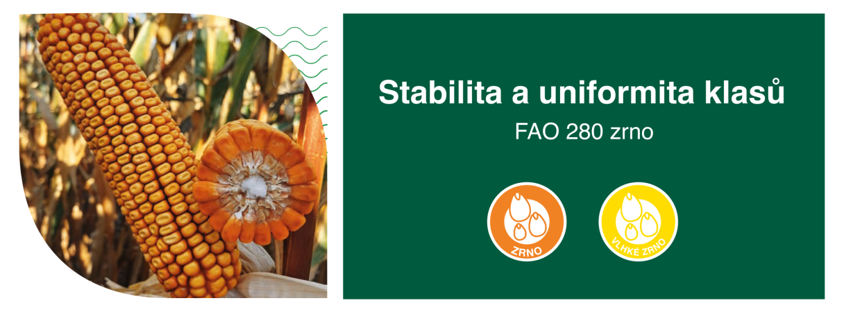 SY Figura banner