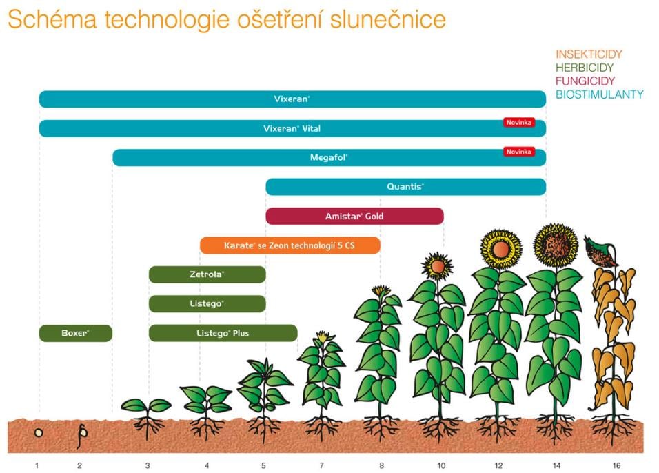 schema-slunecnice-2025.jpg.jpg
