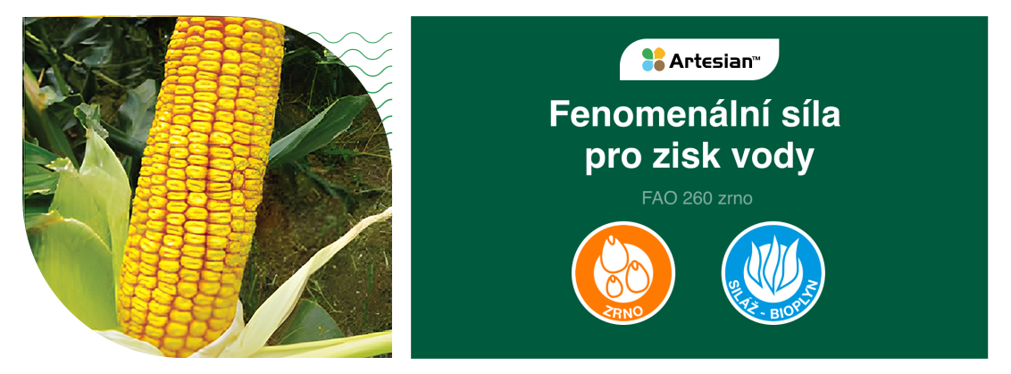 sy_fenomen.png