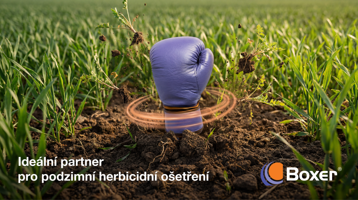 CZ banner Boxer