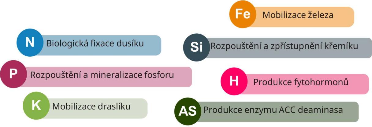 Vixeran_vitalcz