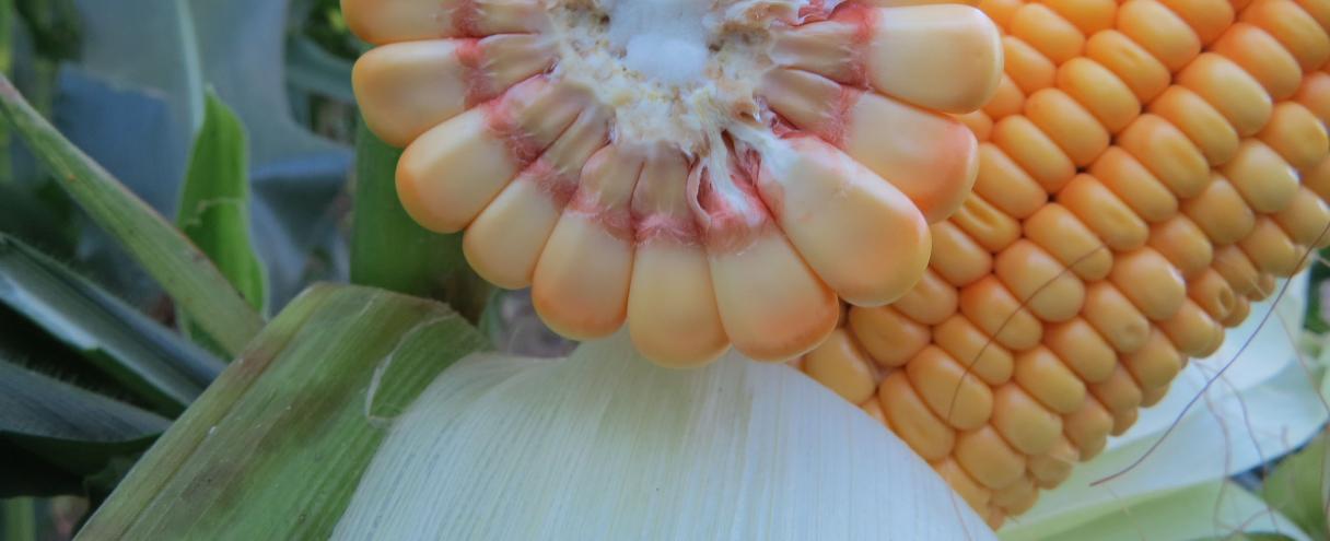 corn