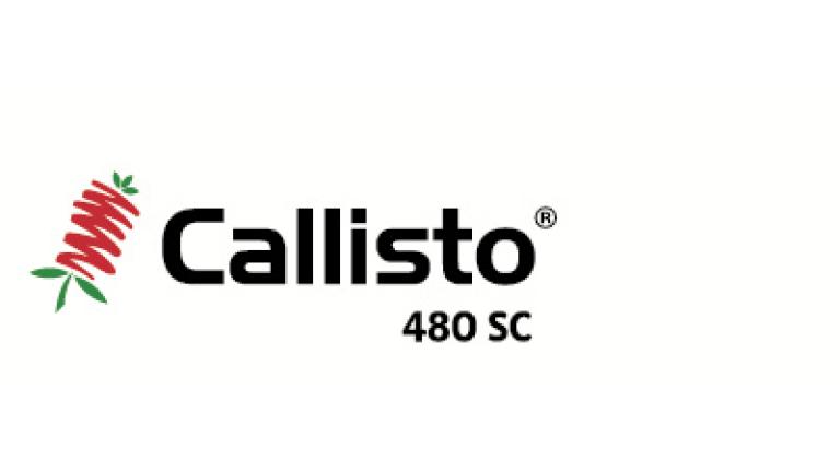 callisto 480 Syngenta 