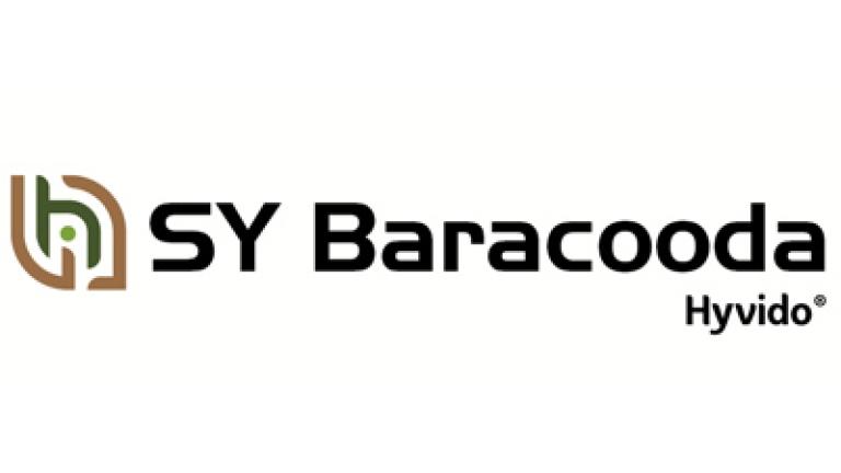 SY Baracooda hybridní ozimý ječmen