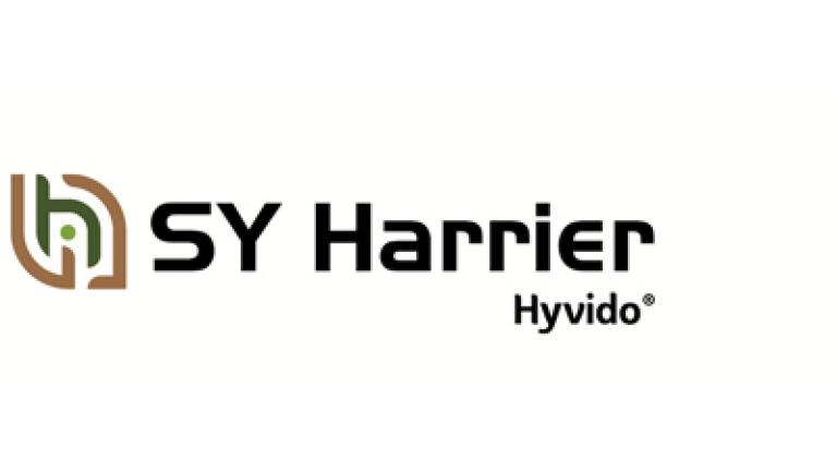 SY Harrier hybridní ozimý ječmen Syngenta
