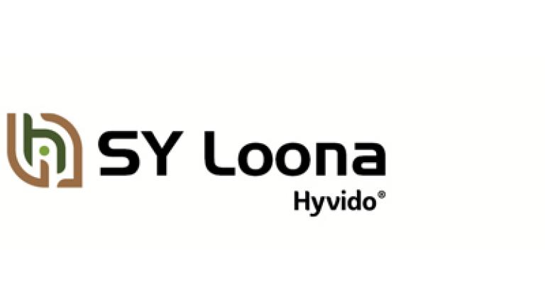 SY Loona hybridní ozimý ječmen Syngenta