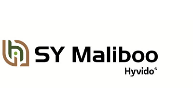 SY Maliboo hybridní ozimý ječmen osivo Syngenta